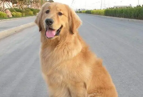 如何养金毛犬呢