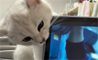 猫咪为什么喜欢咬屏幕呢