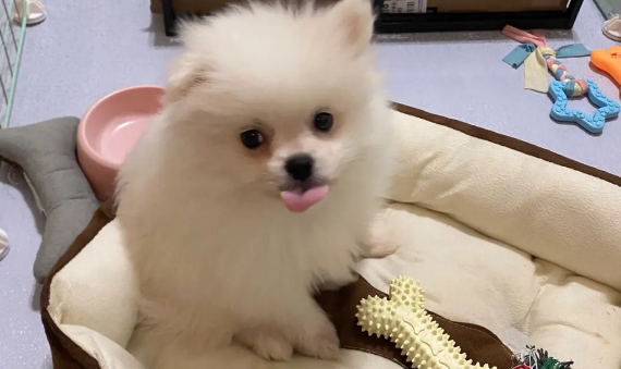 博美犬一直掉毛怎么办啊 博美犬一直掉毛怎么办啊
