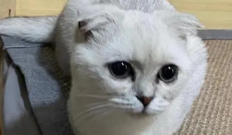 折耳猫多久给洗一次耳朵比较好