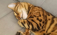 虎皮猫是什么品种