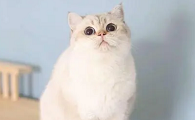 金点猫一般在什么价位