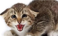 猫咪为什么害怕摩擦声音啊
