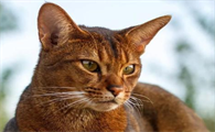 埃及猫怎么样有什么特点