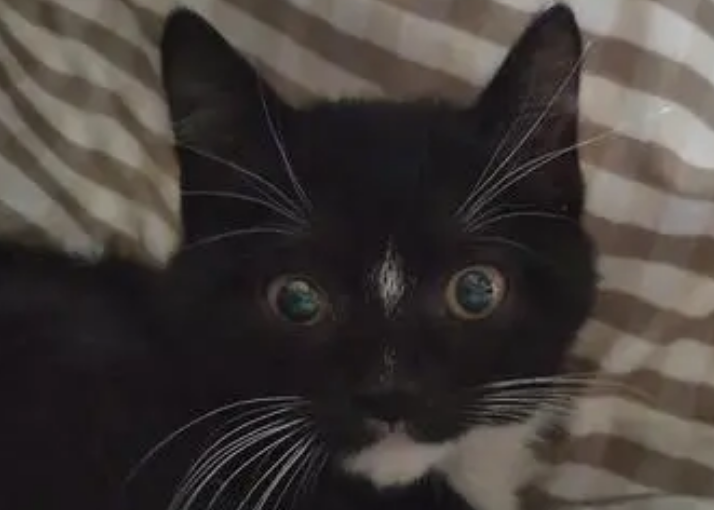 四蹄踏雪黑色的猫好不好