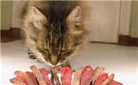 猫咪不吃熟牛肉是为什么啊