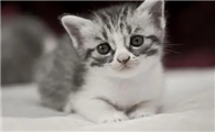 为什么星期猫在店不会死？看过这篇文，才懂猫贩子有多可恶！
