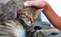 猫为什么会发出咕噜叫