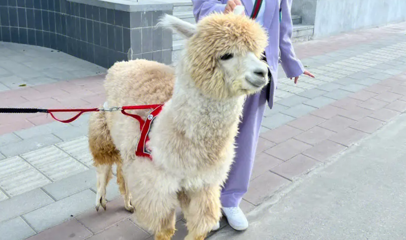 羊驼可以吃吗