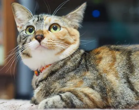 怎么判断三花猫是不是长毛