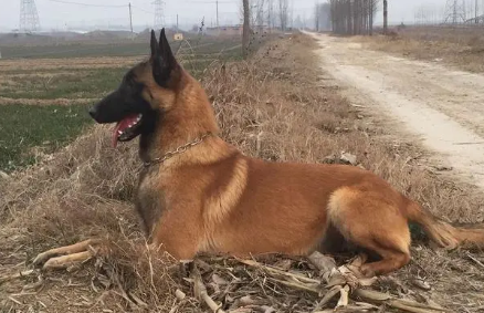 马犬多久耳朵才会竖立起来呢