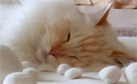 猫咪出现尿血并且呕吐的症状是怎么回事啊