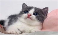 6个月的猫咪多久驱一次虫子