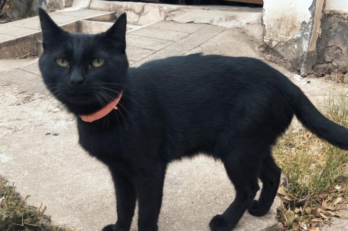 玄猫喜欢靠近什么人
