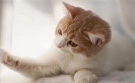 猫咪为什么不拉稀了