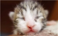 猫崽多少天最容易死呢