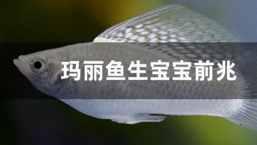 玛丽鱼生小鱼前兆是什么样子