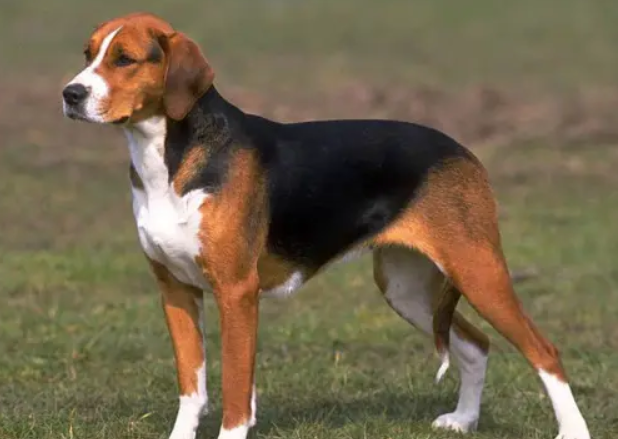 英国猎狐犬怎么养好看又好养