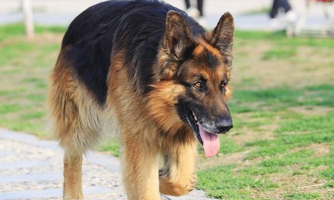 黑背犬：忠诚与勇猛的象征