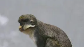 一文详解:大白鼻长尾猴的饲养与繁殖 一文详解:大白鼻长尾猴的饲养与繁殖
