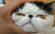 猫咪有眼屎怎么回事