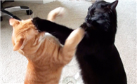 猫咪喜欢抓猫吗怎么回事