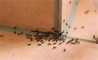 家里墙缝有蚂蚁怎么办能除根