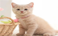 猫咪得了猫瘟一直拉稀该怎么办呀