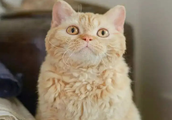 塞尔凯克猫好养吗