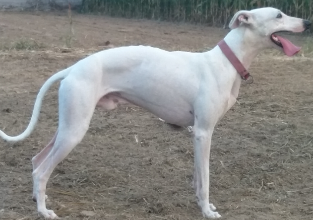 格力犬适合家养吗 格力犬适合家养吗