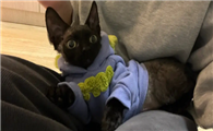 猫咪为什么要穿上衣服呢