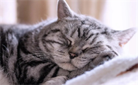 猫咪为什么都爱睡觉啊