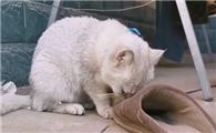猫咪慢慢偷跑是为什么啊