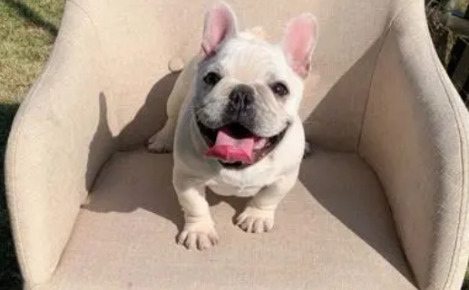 法斗犬长什么样子啊 法斗犬长什么样子啊