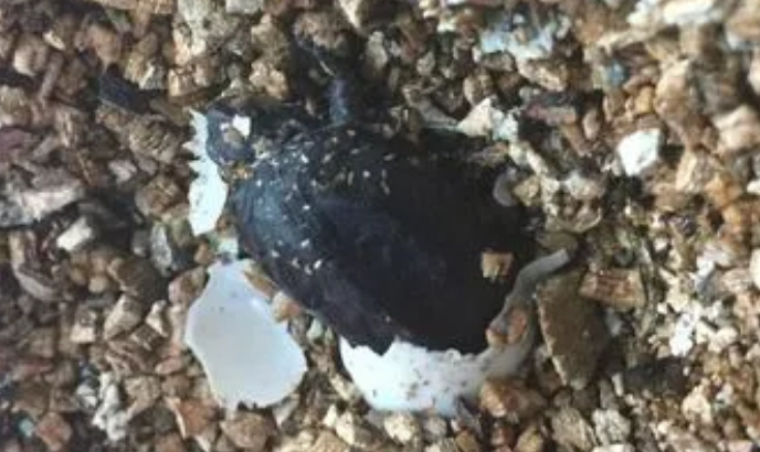 麝香龟蛋多久孵化