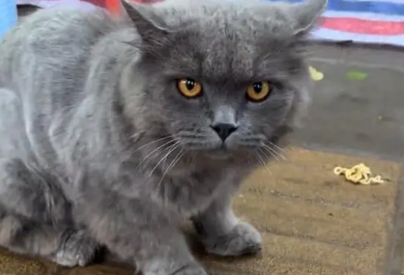 被剃掉毛的流浪蓝猫,把小吃摊当成家,每天守着客人蹭吃蹭喝 被剃掉毛的流浪蓝猫,把小吃摊当成家,每天守着客人蹭吃蹭喝