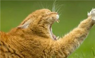 小猫咪丢了一天还能回来吗