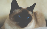 猫咪为什么踩人脚睡觉的原因