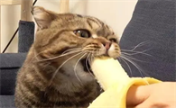 猫咪吃哪些水果可以促进肠胃蠕动呢