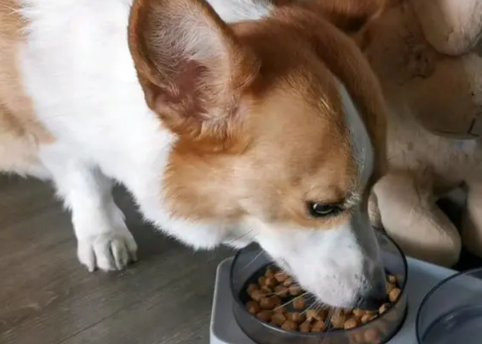 如何选纯种柯基狗幼犬狗粮呢