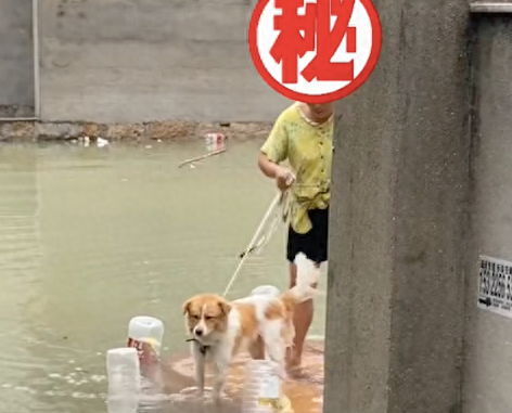 狗狗去邻居家玩因暴雨回不来了,第二天大姐划船将它送回,厉害了 狗狗去邻居家玩因暴雨回不来了,第二天大姐划船将它送回,厉害了