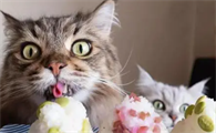 猫咪为什么食量突然变小了