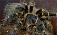 巴西巨人金毛蜘蛛吃什么？