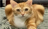 猫为什么会对人凝视呢