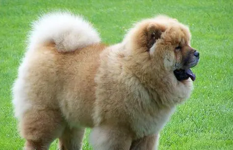松狮犬什么时候成年啊