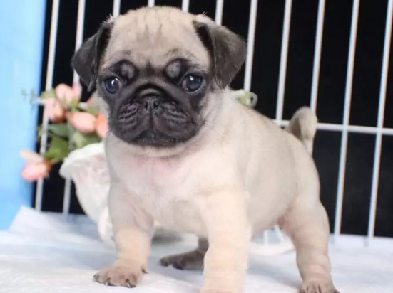 巴哥犬性格特征是什么 巴哥犬性格特征是什么