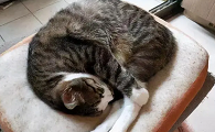 为什么猫咪会缩成球睡觉
