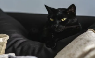 家里养只猫是不是就没有老鼠了