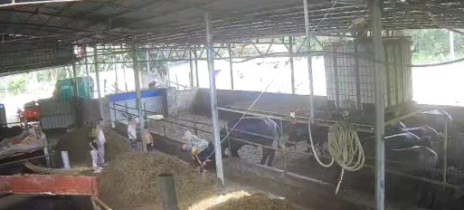 广西一6岁男孩在自家牛棚玩耍被公牛顶撞,村委会:孩子已不幸去世 广西一6岁男孩在自家牛棚玩耍被公牛顶撞,村委会:孩子已不幸去世