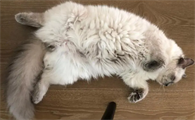 猫咪尾巴为什么会臭臭的